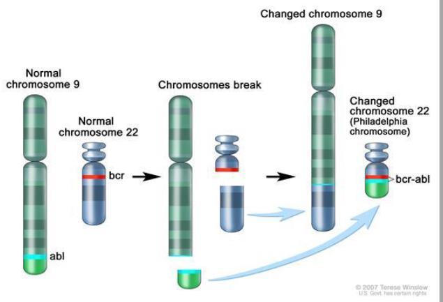 90 הבסיס הגנטי למחלה הוא טרנסלוקציה בין כרומוזום 9 ו- 22. על כרומוזום 9 יש גן בשם abl ועל כרומוזום 22 גן בשם.bcr עקב טרנסלוקציה, הגנים האלו מתחברים על פני כרומוזום 22.