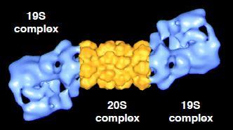 יש DUB שספציפיים לסובסטרטים מסוימים. יש אנזימים שיודעים לעכב את ה- DUBs, וחומרים פרמקולוגים שיודעים לעכב אותם. הפרוטאוזום: הפירוק של חלבון שסומן ביוביקוויטין נעשה על ידי הפרוטאוזום.