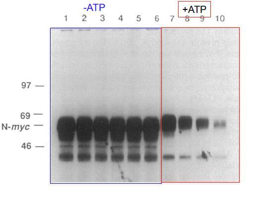 94 פעולת ה- unfolding דורשת פירוק של ATP ל- ADP. אפשר למצוא מעכבים ספציפיים שמונעים פירוק של ATP ל- ADP, וכך לעכב את הפרוטאוזום מבלי לעכב חלבונים אחרים שעושים הידרוליזה של ה- ATP ל- AMP.