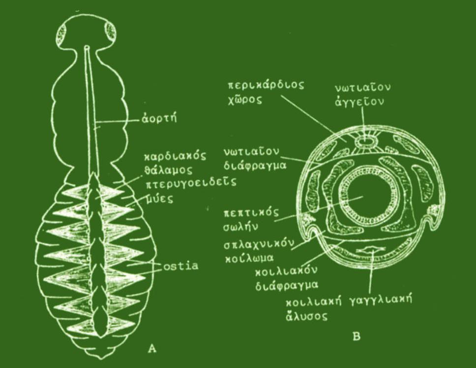 ΚΥΚΛΟΦΟΡΙΚΟ ΣΥΣΤΗΜΑ Στα έντομα έχουμε ανοικτό κυκλοφορικό σύστημα. Νωτιαίο αγγείο: κύριο παλλόμενο όργανο κυκλοφορικού συστήματος, αποτελείται από καρδιά και αορτή.