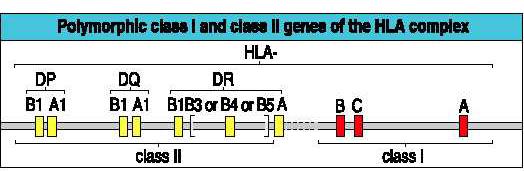 HLA- DR17(52) HLA- DQ2 το w χρησιμοποιείται μόνο: