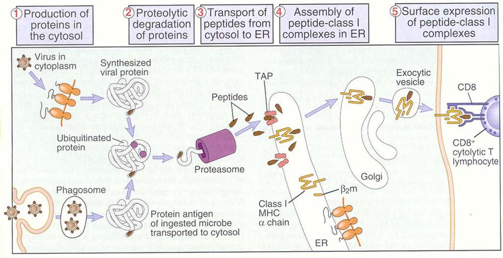 ενδογενής οδός ιϊκές, βακτηριακές ή νεοπλασματικές πρωτεΐνες που συντίθενται εντός του
