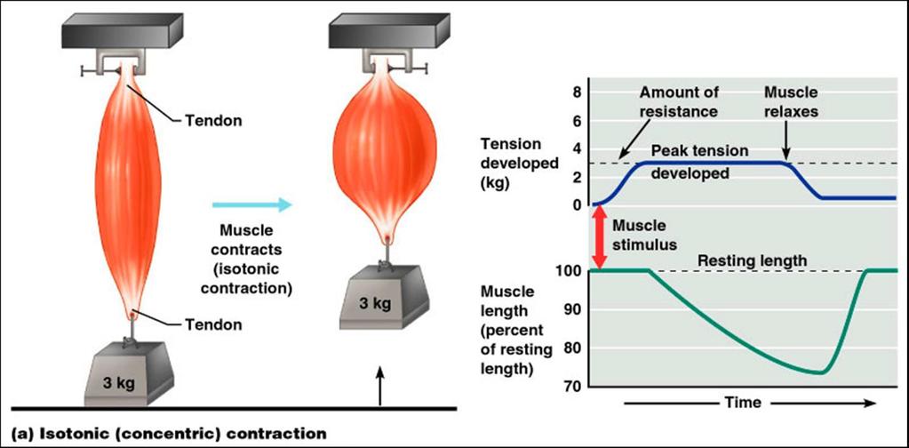Σύσπαση μυϊκής ίνας-ισοτονική συστολή Μετά από μια διέγερση, οι εγκάρσιες γέφυρες αρχίζουν να αναπτύσσουν δύναμη, η βράχυνση αρχίζει μόνο όταν η τάση > το φορτίο στην ίνα.