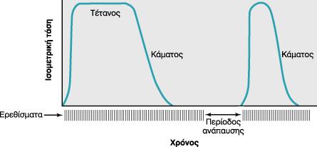 Μυϊκός κάματος Η μείωση της μυϊκής τάσης εξ αιτίας της