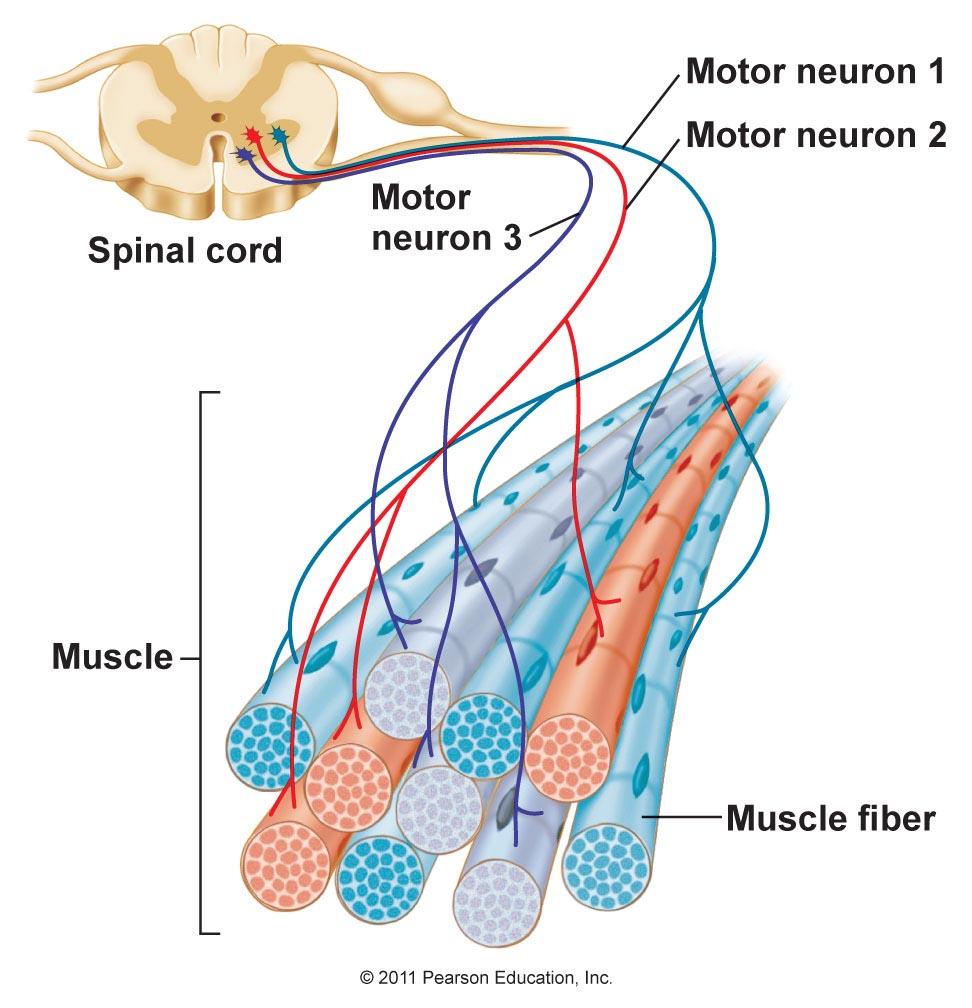 Συστολή ολόκληρου μυός Ο μυς αποτελείται από πολλές κινητικές