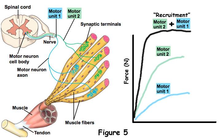 Έλεγχος μυϊκής τάσης Η συνολική τάση που μπορεί να αναπτύξει ένας μυς εξαρτάται από: την τάση που αναπτύσσει κάθε μυϊκή ίνα τον αριθμό μυϊκών ινών