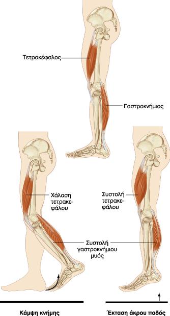 Mύες-Oστά-Aρθρώσεις Η συστολή κάποιο μυών (πχ γαστροκνήμιος) μπορεί να οδηγήσει σε δύο