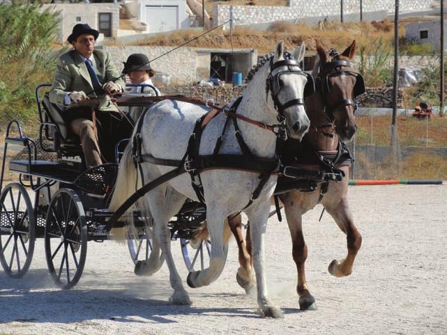 βαθμολογία του στους 6 ους Αγώνες στο Βόλο τον Ιούλιο με την Lady Diana και τον Sweet Glagol με 45, 40 βαθμούς.