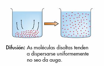 A difusión é o fenómeno polo que as moléculas disoltas tenden a