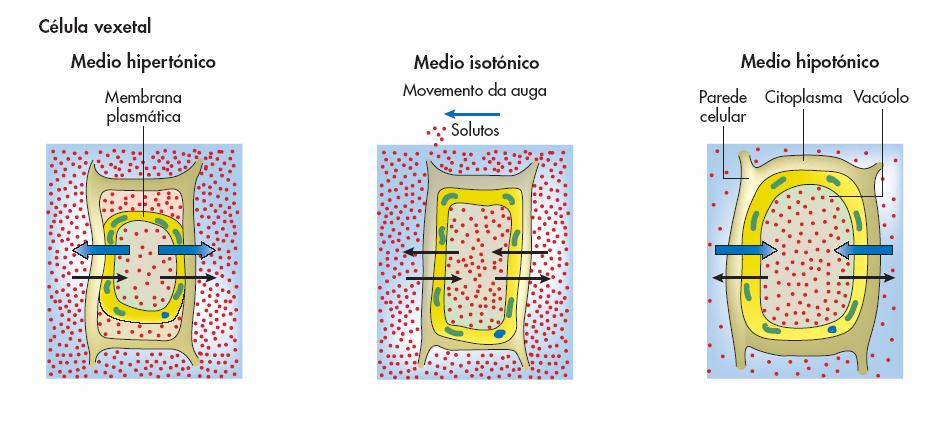 A membrana plasmática da célula pode considerarse como semipermeable, e por