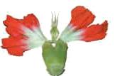 Παρατηρούμε 3 Έχουμε στη διάθεση μας ένα μεγάλο φυσικό λουλούδι, π.χ. ένα γαρίφαλο, και ένα μεγεθυντικό φακό.