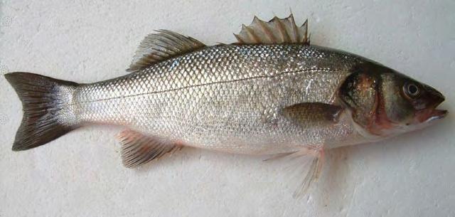 16 1.4.2. Το λαβράκι (Dicentrarchus labrax) Το λαβράκι (European sea bass) ανήκει στην οικογένεια Moronidae (Εικ.1.2). Στην ίδια οικογένεια υπάγεται και το κηλιδωτό λαβράκι.