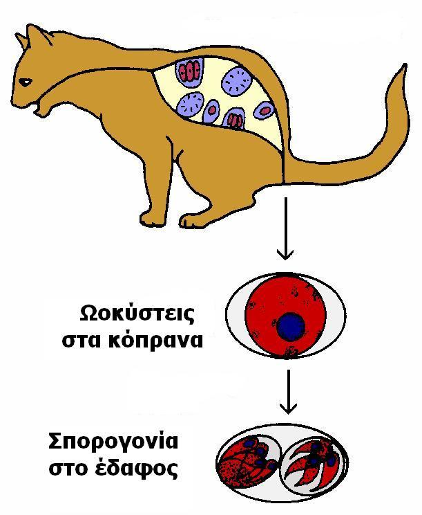 γάτα