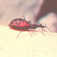 Μετάδοση Triatoma (kissing bugs): δήγμα ή κατά λάθος κατάποση Μετάγγιση