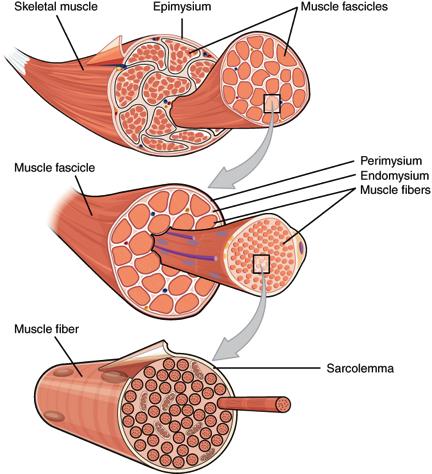 Σκελετικός μυς Μυϊκές ίνες εκτείνονται σε όλο το μήκος ή είναι