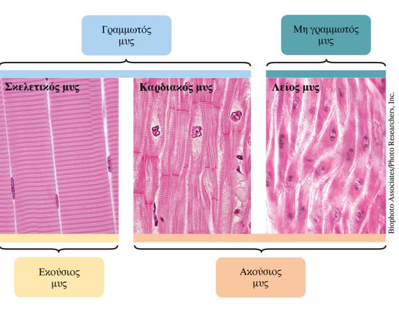 Νευρομυϊκή σύναψη Γραμμωτοί μύες Mη γραμμωτός μύς Νεύρωση από
