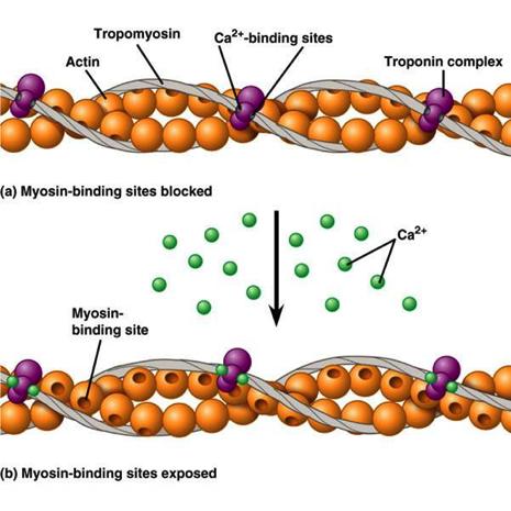 Ο ρόλος της τροπομυοσίνης, της τροπονίνης και του ασβεστίου στη μυική σύσπαση Σε κατάσταση ηρεμίας η τροπομυοσίνη καλύπτει τις θέσεις πρόσδεσης της μυοσίνης