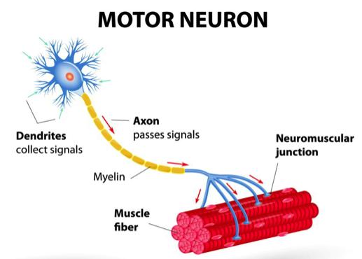 Κινητικός νευρώνας & σκελετικές μυϊκές ίνες Τελικά