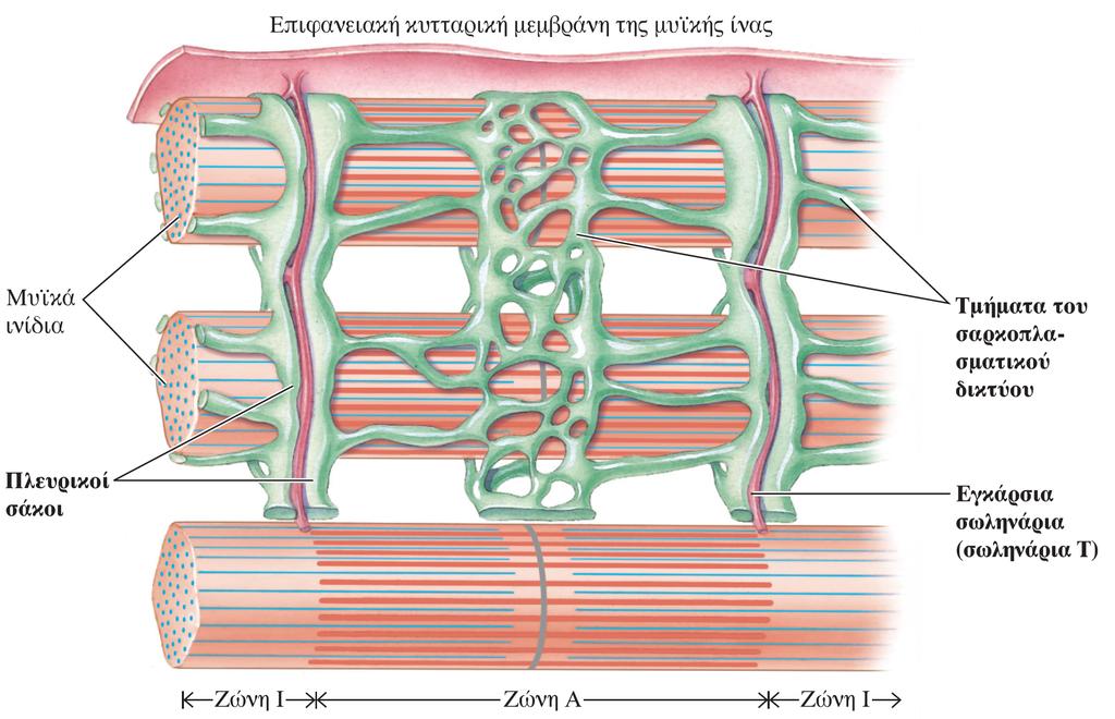 Σαρκοπλασματικό δίκτυο Εξειδικευμένο ενδοπλασματικό δίκτυο εκτείνεται κατά μήκος της μυϊκής ίνας περιβάλλει κάθε μυϊκό ινίδιο Ξεχωριστά τμήματα