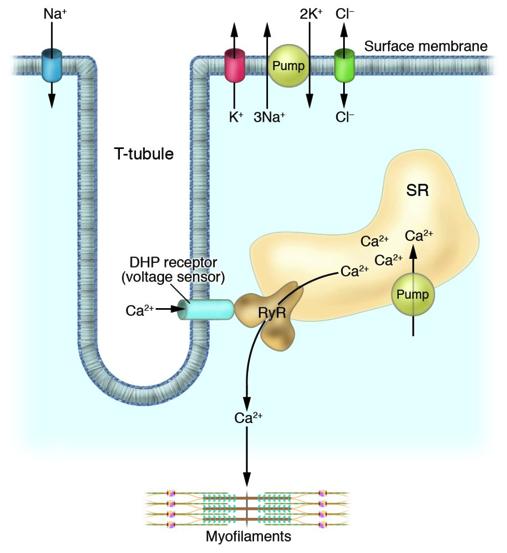 Σύνδεση σωληνίσκων Τ & πλευρικών σάκων Διαύλοι Ca 2 Σωληνάρια Τ: υποδοχείς διυδροξυπυριδίνης Πλευρικοί σάκοι: υποδοχείς ρυανοδίνης Δυναμικό