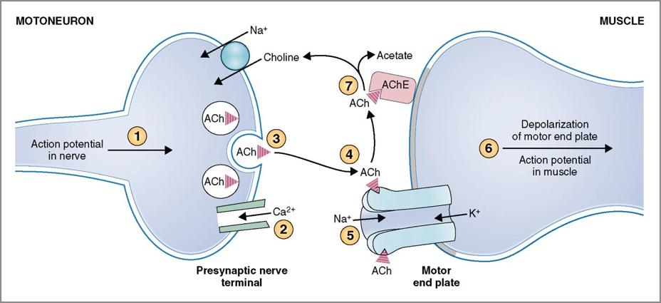 Απελευθέρωση & απομάκρυνση της ακετυλοχολίνης στη νευρομυϊκή σύναψη Πηγή: h(ps://www.studyblue.