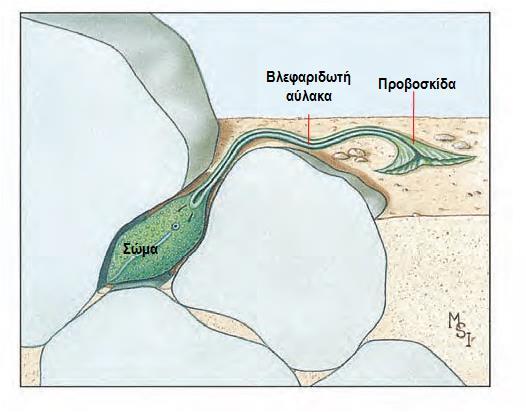 2.1.1 Ομάδα: Εδραίοι Πλειστοδακτυλιοσκώληκες, (Εχίουρα, 140 είδη) - Απαντώνται σε όλους τους ωκεανούς, μέσα στη λάσπη ή στην άμμο,