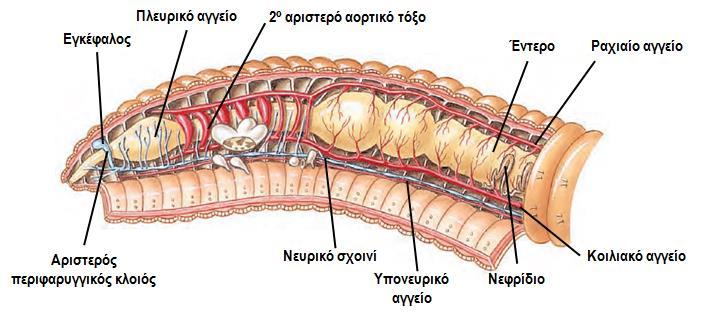 2.1.2 Ομοταξία: Ολιγόχαιτοι (γεωσκώληκες & σκώληκες του γλυκού νερού, >3000 είδη) Κυκλοφορία και αναπνοή - Φέρουν διπλό σύστημα μεταφοράς: το κοιλωματικό και το κλειστό κυκλοφορικό σύστημα.
