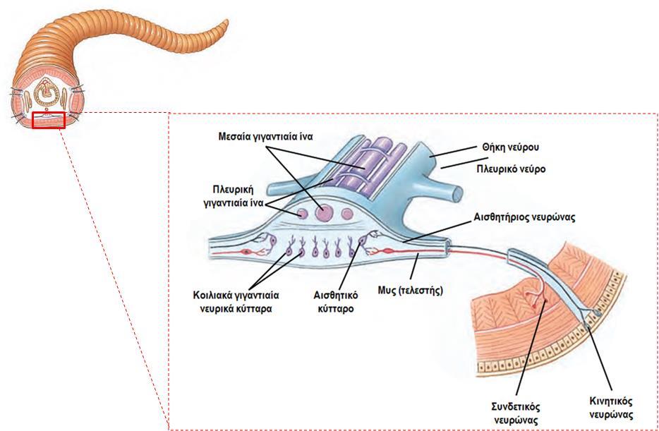 2.1.2 Ομοταξία: Ολιγόχαιτοι (γεωσκώληκες & σκώληκες του γλυκού νερού, >3000 είδη) Νευρικό σύστημα και Αισθητήρια Όργανα - Κεντρικό σύστημα (ζεύγος εγκεφαλικών γαγγλίων, ζεύγος συνδετικών νεύρων,