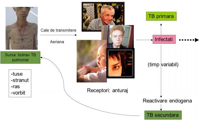 tuberculoza, copil simptomatic Elemente de diagnostic: Clinic, Radiologic, Epidemiologic, IDR la PPD/IGRA Confirmata rar prin examen bacteriologic (10%) 1.