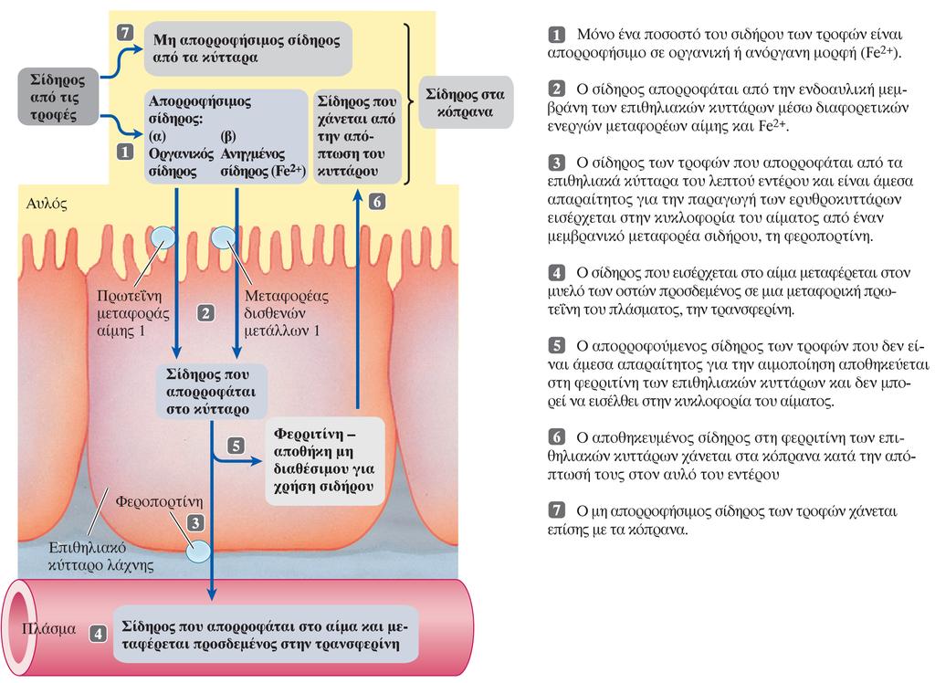 Απορρόφηση σιδήρου Ορμονική ρύθμιση από την εψιδίνη