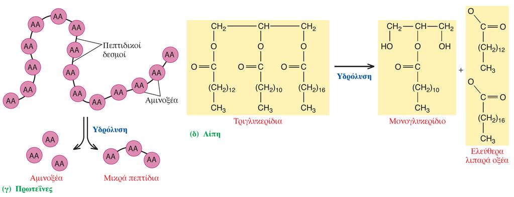 Πρωτεϊνες - Λίπη Πηγή εικόνας: Lauralee Sherwood.