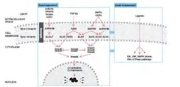 1.6.1 Βιολογία της νόσου Φαινοτυπικές αναλύσεις και η ανάλυση της έκφρασης των μεταλλαγμένων πρωτεϊνών της ενδογλίνης και της ALK1 οδηγούν στο συμπέρασμα ότι η αντίστοιχη πρωτεΐνη αποτελεί κύρια