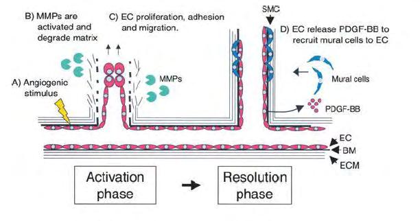 Εικόνα 11. Α) Αγγειογενετικά ερεθίσματα δίνουν το έναυσμα για την ενεργοποίηση των σηματοδοτικών μονοπατιών. Β) Γίνεται ενεργοποίηση μεταλλοπρωτεασών, οι οποίες αποσυνθέτουν την κυτταρική μεμβράνη.