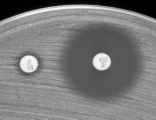 erythromycin 15-26 mm D Test αρνητικό ΌΧΙ