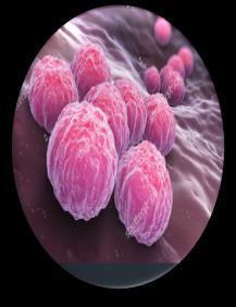 Macrolide-R/MG ELITe MGB Kit STI, and MG burden C. trachomatis (CT), N. 3.