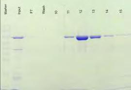 7 : κλάσμα 11,, διαδρομή 8 : κλάσμα 12. Το δεύτερο στάδιο απομόνωσης και καθαρισμού βασίζεται στο ισοηλεκτρικό σημείο της πρωτεΐνης.