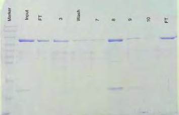 Εικόνα 3.3 : 10% SDS-PAGE, από την απομόνωση της hlgp (97 kda). Δεύτερο βήμα καθαρισμού της hlgp με χρωματογραφία ιοντοανταλλαγής (Resource Q). Η πρωτεΐνη εκλούεται με διαβάθμιση του διαλύματος Β.