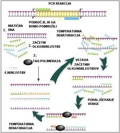 Slika 6: Shematski prikaz verižne reakcije s polimerazo.[25] Taq DNA polimeraza je značilna DNA polimeraza termofilne bakterije Thermus aquaticus in je optimalno aktivna pri temperaturi od 70 do 80 C.