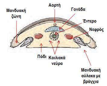 Ομοταξία: Πολυπλακοφόρα ή Χιτώνες/Polyplacophora ( 1000 είδη θαλάσσιων οργανισμών) - Πιεσμένοι ραχοκοιλιακά οργανισμοί (μήκος 2-5 cm) με 7-8