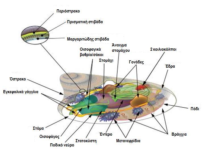Ομοταξία: Μονοπλακοφόρα/Monoplacophora ( 25 είδη θαλάσσιων οργανισμών) - Μικρά μαλάκια με αποστρογγυλεμένο όστρακο, με πόδι που έρπει. - Στόμα με ξύστρο.
