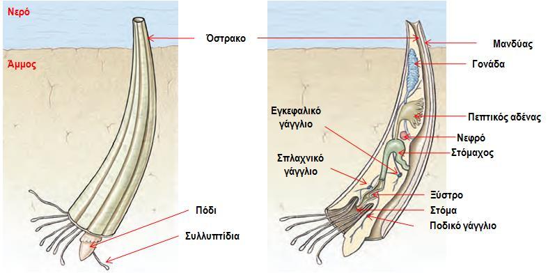 Ομοταξία: Σκαφόποδα/Scaphopoda ( 900 είδη θαλάσσιων οργανισμών υποπαλιρροιακή ζώνη έως 6000 m) - Ονομάζονται χαυλιόδοντες ή δόντια της