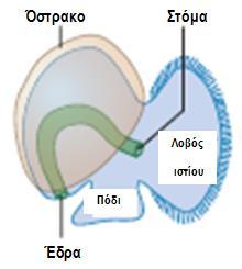 Ομοταξία: Γαστερόποδα /Gastropoda ( 70.