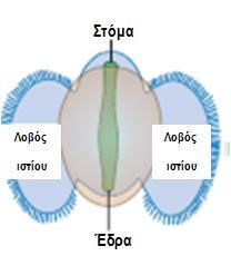 τροχοφόρου προνύμφης και ιστιοφόρου ( δημιουργία οστράκου με διαδικασία συστροφής) Στάδια