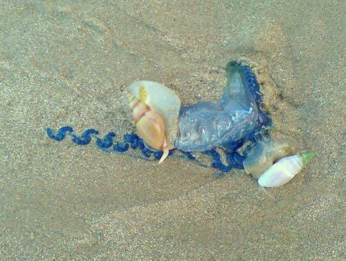 Ομοταξία: Γαστερόποδα /Gastropoda ( 70.