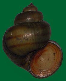 Ομοταξία: Γαστερόποδα /Gastropoda ( 70.