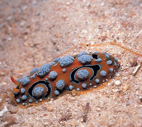 Ομοταξία: Γαστερόποδα /Gastropoda ( 70.