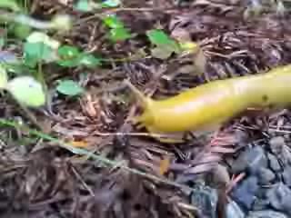 Ομοταξία: Γαστερόποδα /Gastropoda ( 70.000 είδη θαλάσσιων και χερσαίων οργανισμών) Υφομοταξία: Πνευμονοφόρα/Pulmonata - Σαλιγκάρια και γυμνοσαλίγκαρους της ξηράς και των γλυκών νερών.