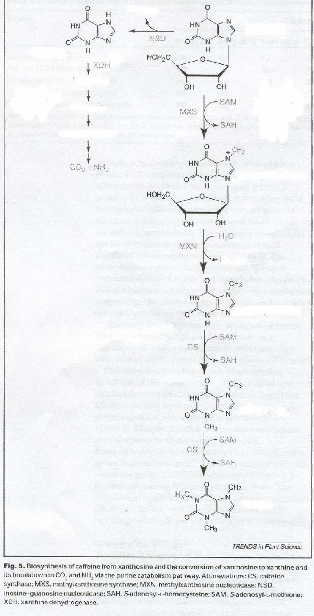 22 Ριβόζη Ξανθίνη Ξανθοσίνη Πορεία καταβολισμού των πουρινών Ουρικό οξύ Αλλαντοϊνη Αλλαντοϊκό οξύ Πορεία βιοσύνθεσης καφεΐνης 7-μεθυλο ξανθοσίνη Ριβόζη 7-μεθυλο ξανθίνη Θεοβρωμίνη Καφεΐνη Σχήμα 4.