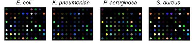 Colorimetric Sensor Array Allows Fast Detection and Simultaneous Identification of