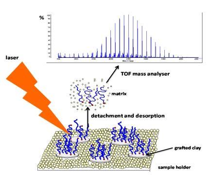 Matrix-Assisted Laser Desorption Ionization Time-Of-Flight- Mass Spectrometry Ιονισμός πρωτεϊνών 50% των ανιχνευόμενων πρωτεϊνών είναι ριβοσωμικές